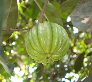 Archivo:കുടപ്പുളി