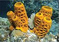 A Guantanamo sponge -a
