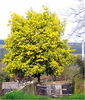 Archivo:Acacia dealbata tree 2
