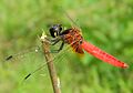 Aethriamanta brevipennis, male