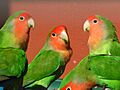 Agapornis roseicollis -Marwell Zoo-8a