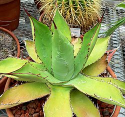 Agave guadalajarana 1.jpg