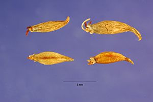 Archivo:Allium geyeri seed coats
