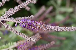 Archivo:Amorpha nana - fleurs