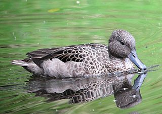 Anas andium Garceta barcina Andean Teal (6408254343).jpg