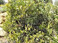 Arctostaphylosglandulosacrass