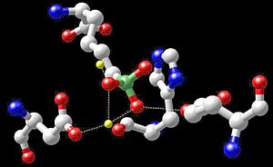 Archivo:Arginase