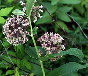 Archivo:Asclepiascommon