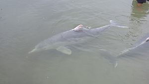 Archivo:Australian humpback dolphins, Tin Can Bay, 2016