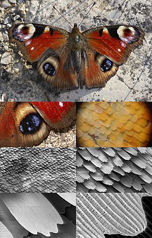 Archivo:Butterfly magnification series collage