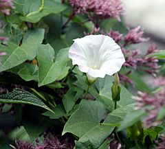 Archivo:Calystegia sepium flower