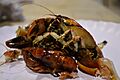 Camarones cocidos
