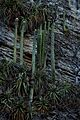 Cephalocereus apicicephalium