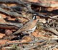 Chestnut-breasted Quail-thrush bowr apr07