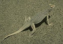 Coachella Valley Fringe-toed Lizard.JPG