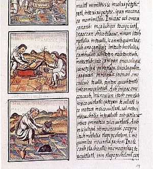 Archivo:Codex florentino 51 9