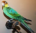 Conuropsis carolinensis (Carolina parakeet)
