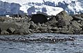 Cormoranes antárticos 1
