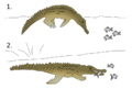 Crocodylus intermedius hunting technique