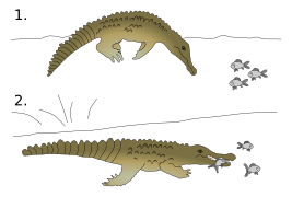 Crocodylus intermedius hunting technique