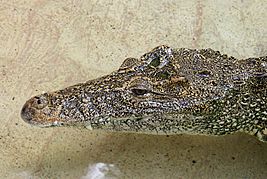 Archivo:Cuban Crocodile Miami Metrozoo