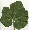 Cucurbita ficifolia Folla Cidrra 010eue