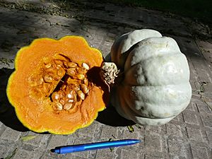 Archivo:Cucurbita maxima Zapallo Plomo semillería Costanzi - 2014 04 19 squash 0 cut open