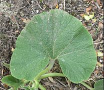 Cucurbita maxima var. zapallito - ejemplo de hoja reniforme