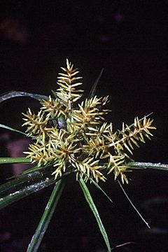 Archivo:Cyperus esculentus NRCS-1
