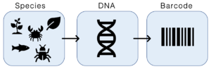 Archivo:DNA Barcoding