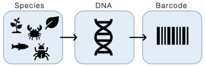 Archivo:DNA Barcoding