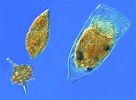 Archivo:Dinoflagellates and a tintinnid ciliate