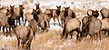 Elk in Rocky Mountain National Park (30905165204)