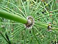 Equisetum giganteum 1