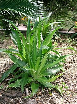 Eryngium agavifolium1.jpg