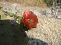 FLOR DE UN NOPAL, SAN ANDRES DE LA CAL