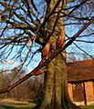 Fagus sylvatica bud p