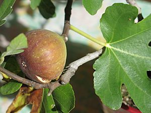 Archivo:Ficus carica bonsai A D150915 fig