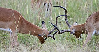 Fighting impalas brighten