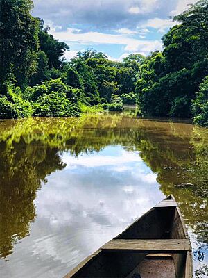 Archivo:Fleuve Comoé du Parc National de la Comoé (Nord-Est de la Côte d'Ivoire)
