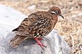 Galapagos-dove