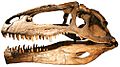 Giganotosaurus