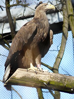 Archivo:Haliaeetus albicilla -Wrocław Zoo -Poland-8a