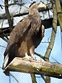 Haliaeetus albicilla -Wrocław Zoo -Poland-8a