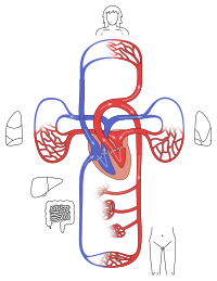 Human circulatory system.svg