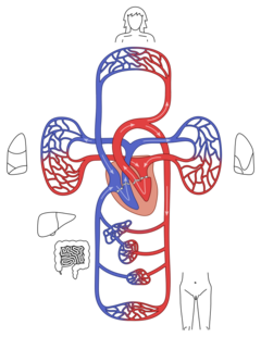 Archivo:Human circulatory system