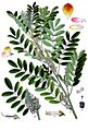 Indigofera suffruticosa - Köhler–s Medizinal-Pflanzen-076