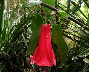 Archivo:Lapageria rosea - Copihue