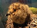 Marbled Murrelet chick, Brachyramphus marmoratus Pengo