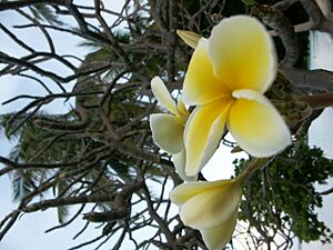 Archivo:Marshall Islands PICT0444 (4745371034)
